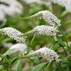 Lysimachia Clethroides -Ever Bloom Gardens pl2000012743 card3 lg
