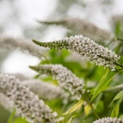 Lysimachia Clethroides -Ever Bloom Gardens pl2000012743 card4 lg