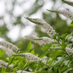 Lysimachia Clethroides -Ever Bloom Gardens pl2000012743 card5 lg