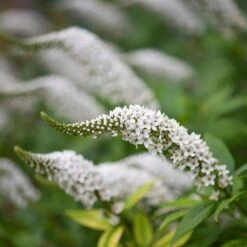 Lysimachia Clethroides -Ever Bloom Gardens pl2000012743 card6 lg