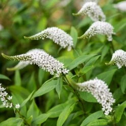 Lysimachia Clethroides -Ever Bloom Gardens pl2000012743 card7 lg