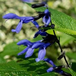 Salvia Guaranitica 'Black And Blue'