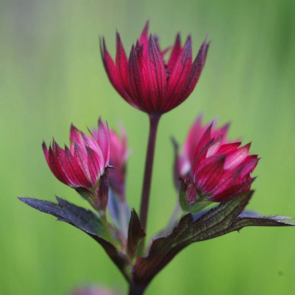 Astrantia 'Hadspen Blood' 4 Astrantia 'Hadspen Blood' - Image 2