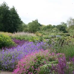 RHS Wisley Border Collection
