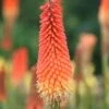 Kniphofia 'Royal Standard' -Ever Bloom Gardens pl2000013568