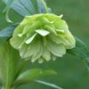 Helleborus × Hybridus Harvington Double Lime-green 2 Helleborus × Hybridus Harvington Double Lime-green -Ever Bloom Gardens pl2000016551
