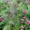 Foeniculum Vulgare 'Purpureum' -Ever Bloom Gardens pl2000017269