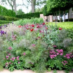 Foeniculum Vulgare 'Purpureum' -Ever Bloom Gardens pl2000017269 card2 lg