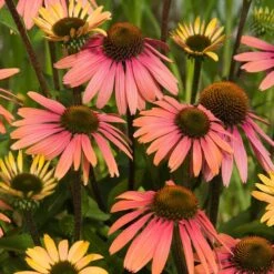 Echinacea 'Summer Cocktail' (PBR) -Ever Bloom Gardens pl2000017281 card3 lg