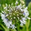 Agapanthus Queen Mum ('Pmn06') (PBR) -Ever Bloom Gardens pl2000017463
