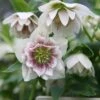 Helleborus × Hybridus Harvington Double White Speckled -Ever Bloom Gardens pl2000018086