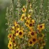 Verbascum (Cotswold Group) 'Cotswold Queen' -Ever Bloom Gardens pl2000019317