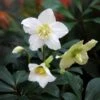 Helleborus Niger -Ever Bloom Gardens pl2000019331