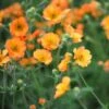 Geum 'Totally Tangerine' (PBR) -Ever Bloom Gardens pl2000019847