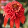 Echinacea 'Hot Papaya' (PBR) (Cone-fections Series) -Ever Bloom Gardens pl2000020480