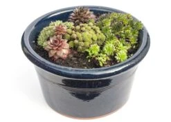 Sempervivum Collection -Ever Bloom Gardens pl2000021304 card3 lg