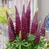 Lupinus 'Masterpiece' (PBR)