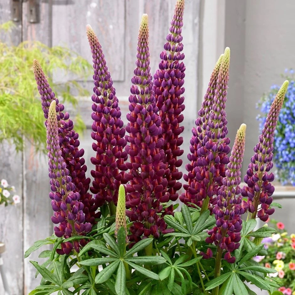 Lupinus 'Masterpiece' (PBR) 2 Lupinus 'Masterpiece' (PBR)