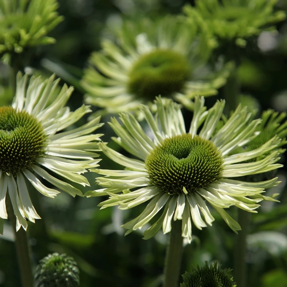 Echinacea 'Green Jewel' (PBR) 3 Echinacea 'Green Jewel' (PBR)
