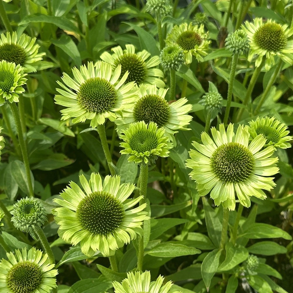 Echinacea 'Green Jewel' (PBR) 4 Echinacea 'Green Jewel' (PBR) - Image 2