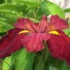 Iris 'Ann Chowning' -Ever Bloom Gardens pl2000022069