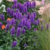 Agastache 'Blue Boa' (PBR) -Ever Bloom Gardens pl2000022948