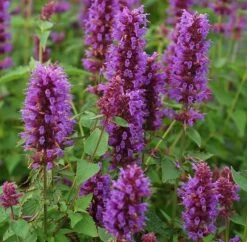 Agastache 'Blue Boa' (PBR) -Ever Bloom Gardens pl2000022948 card3 lg