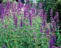 Agastache 'Blue Boa' (PBR) -Ever Bloom Gardens pl2000022948 card4 lg