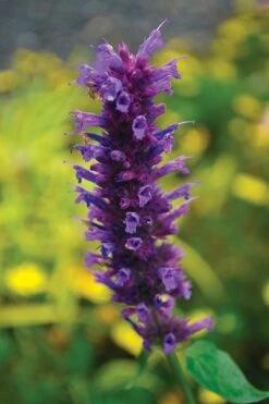 Agastache 'Blue Boa' (PBR) -Ever Bloom Gardens pl2000022948 card5 lg