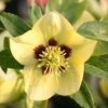 Helleborus × Hybridus Harvington Yellow With Dark Eye 1 Helleborus × Hybridus Harvington Yellow With Dark Eye -Ever Bloom Gardens pl2000023660