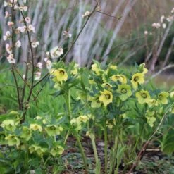 Helleborus × Hybridus Harvington Yellow With Dark Eye -Ever Bloom Gardens pl2000023660 card3 lg