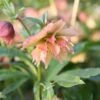 Helleborus × Hybridus Harvington Double Apricot -Ever Bloom Gardens pl2000023661