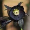 Helleborus × Hybridus Harvington Black -Ever Bloom Gardens pl2000023662