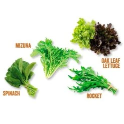 Kitchen Salad Garden Kit 7 Kitchen Salad Garden Kit -Ever Bloom Gardens pl2000023931 card3 lg