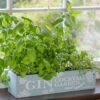 Gin Cocktail Herb Garden Kit -Ever Bloom Gardens pl2000023959