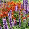 Agastache & Helenium Plant Combination -Ever Bloom Gardens pl2000024169