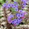 Pulmonaria & Athyrium Plant Combination -Ever Bloom Gardens pl2000024464