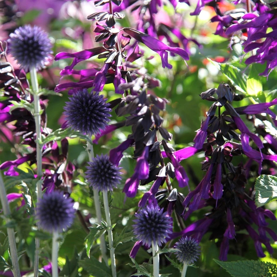 Echinops & Salvia Plant Combination 3 Echinops & Salvia Plant Combination