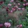 Foeniculum & Astrantia Plant Combination -Ever Bloom Gardens pl2000024473
