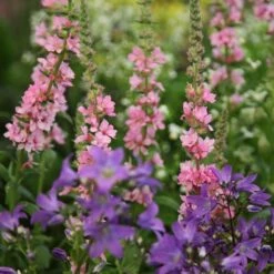 Lythrum & Campanula Plant Combination