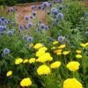 Echinops & Achillea Plant Combination -Ever Bloom Gardens pl2000024477