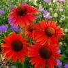 Echinacea 'Hot Lava' (PBR) -Ever Bloom Gardens pl2000024661