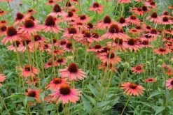 Echinacea 'Hot Lava' (PBR) 7 Echinacea 'Hot Lava' (PBR) -Ever Bloom Gardens pl2000024661 card3 lg