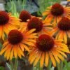 Echinacea 'Flame Thrower' (PBR) -Ever Bloom Gardens pl2000024662