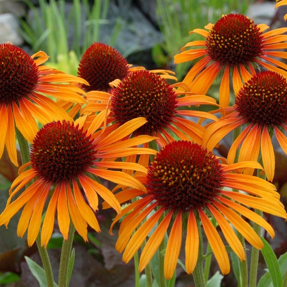 Echinacea 'Flame Thrower' (PBR) 3 Echinacea 'Flame Thrower' (PBR)