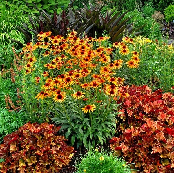 Echinacea 'Flame Thrower' (PBR) 4 Echinacea 'Flame Thrower' (PBR) - Image 2