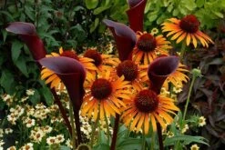 Echinacea 'Flame Thrower' (PBR) 13 Echinacea 'Flame Thrower' (PBR) -Ever Bloom Gardens pl2000024662 card5 lg