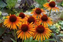 Echinacea 'Flame Thrower' (PBR) 14 Echinacea 'Flame Thrower' (PBR) -Ever Bloom Gardens pl2000024662 card6 lg