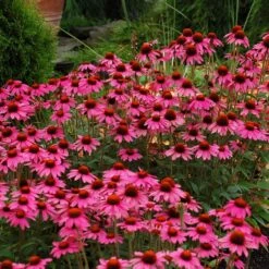 Echinacea 'Amazing Dream' (PBR)