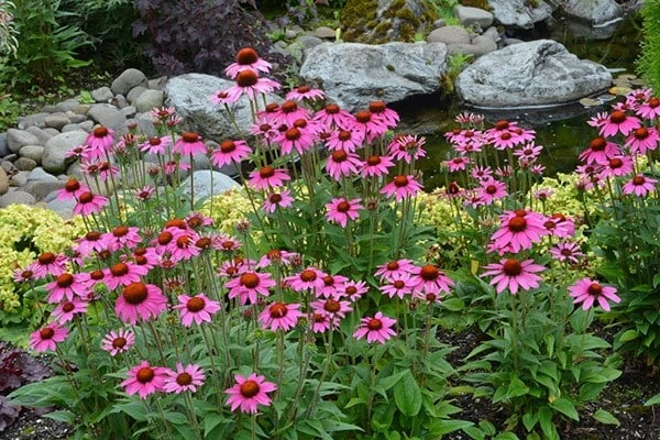 Echinacea 'Amazing Dream' (PBR) 4 Echinacea 'Amazing Dream' (PBR) - Image 2